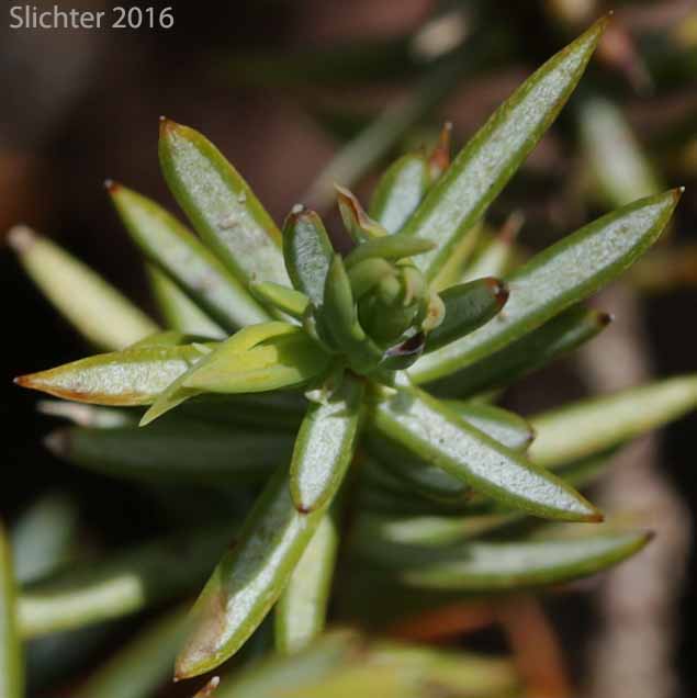 Common Juniper, Dwarf Juniper, Ground Juniper, Prostrate Juniper: Juniperus communis var. kelleyi (Synonyms: Juniperus communis ssp. alpina, Juniperus communis ssp. jackii, Juniperus communis ssp. montana, Juniperus communis ssp. nana, Juniperus communis ssp. saxatilis, Juniperus communis var. alpina, Juniperus communis var. jackii, Juniperus communis var. montana, Juniperus communis var. saxatilis, Juniperus communis var. sibirica, Juniperus nana, Juniperus sibirica)