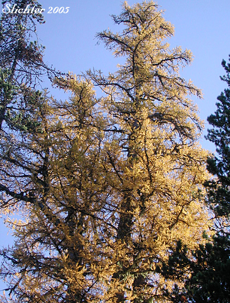 Fall foliage of Alpine Larch, Hackmatack, Lyall's Larch, Montana Larch, Mountain Larch, Subalpine Larch, Tamarack, Western Larch: Larix occidentalis (Synonym: Larix lyallii)