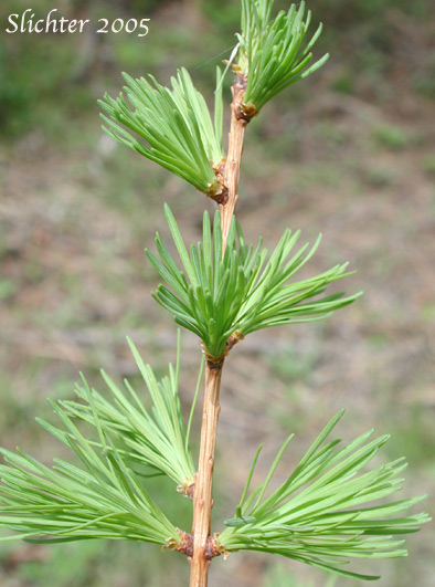 Fascicled needles of Alpine Larch, Hackmatack, Lyall's Larch, Montana Larch, Mountain Larch, Subalpine Larch, Tamarack, Western Larch: Larix occidentalis (Synonym: Larix lyallii)