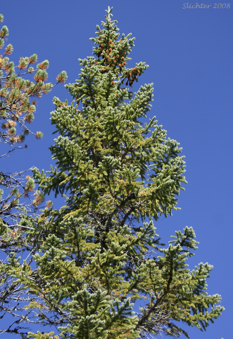 Engelmann Spruce: Picea engelmannii (Synonyms: Picea engelmannii var. engelmannii, Picea engelmannii ssp. engelmannii, Picea engelmannii var. glabra, Picea glauca ssp. engelmannii, Picea glauca var. engelmannii)