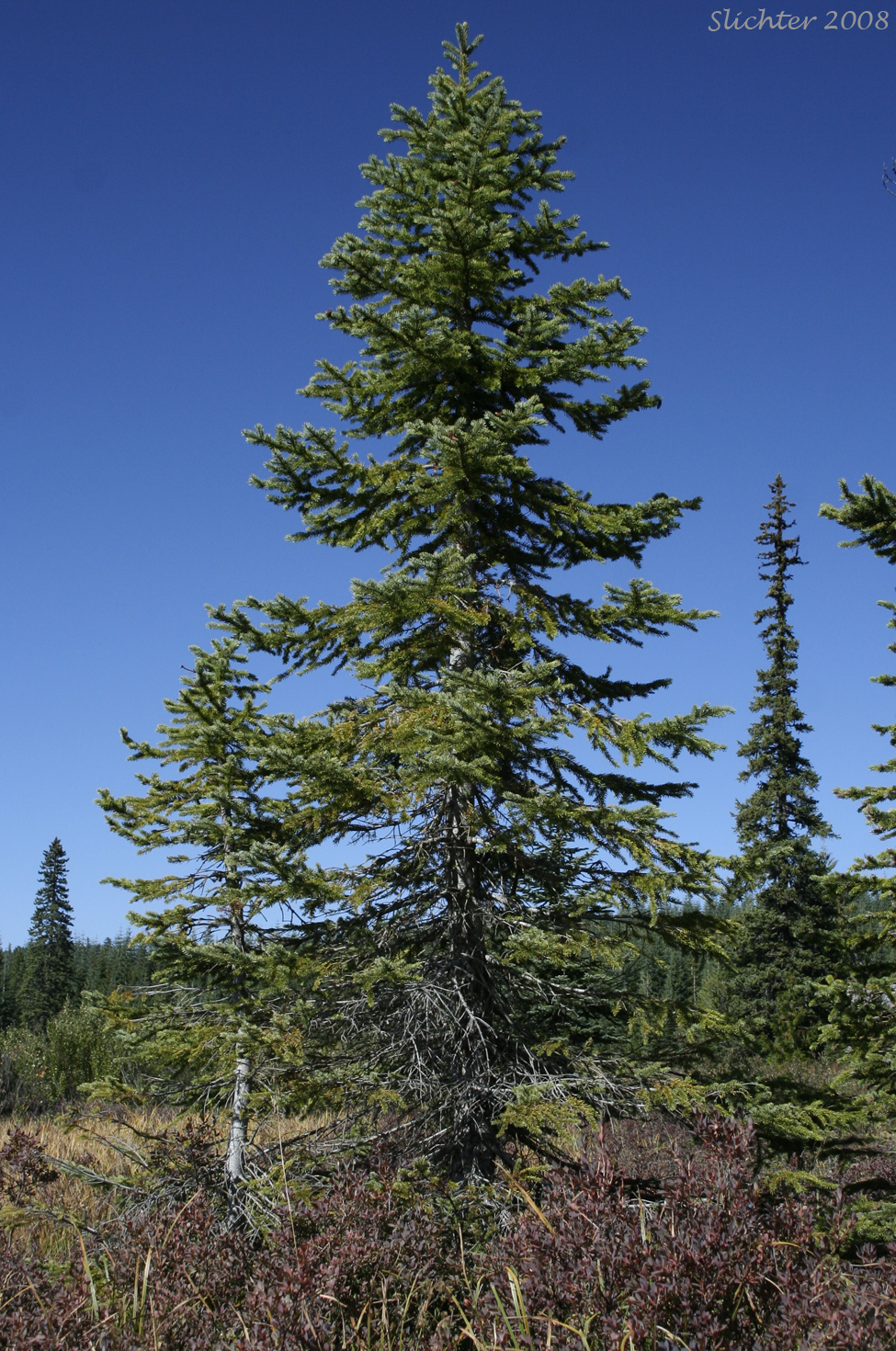 Engelmann Spruce: Picea engelmannii (Synonyms: Picea engelmannii var. engelmannii, Picea engelmannii ssp. engelmannii, Picea engelmannii var. glabra, Picea glauca ssp. engelmannii, Picea glauca var. engelmannii)