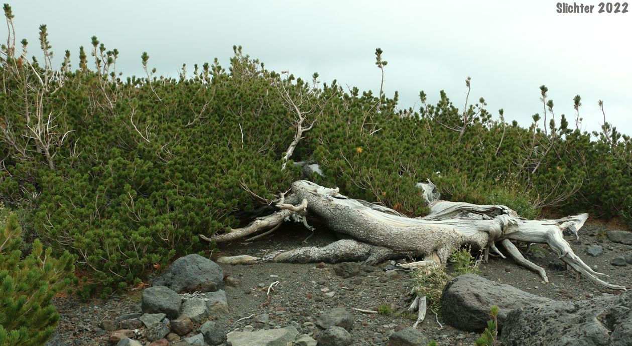Whitebark Pine: Pinus albicaulis (Synonym: Apinus albicaulis)