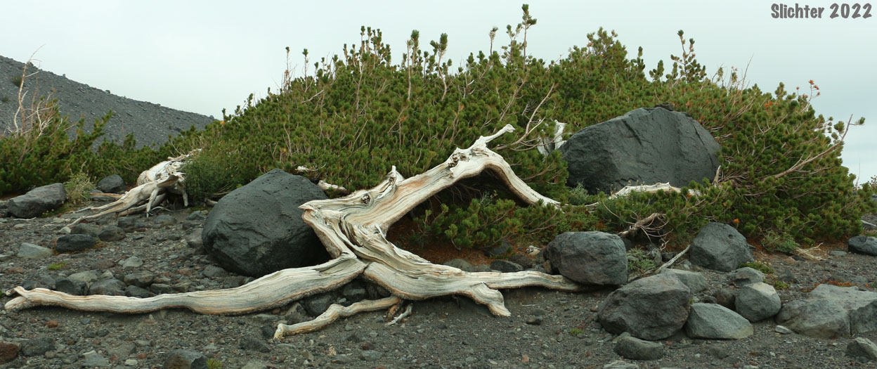 Whitebark Pine: Pinus albicaulis (Synonym: Apinus albicaulis)