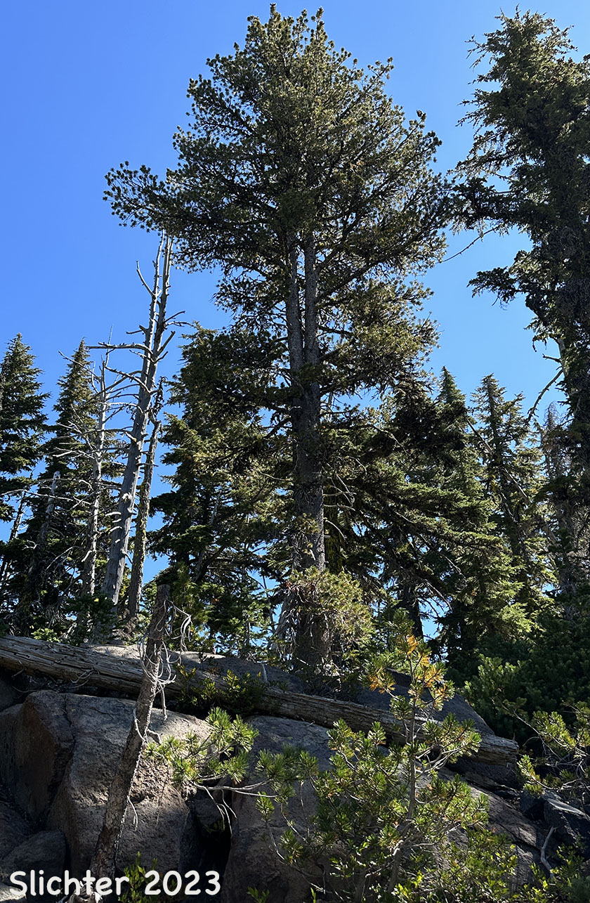 Whitebark Pine: Pinus albicaulis (Synonym: Apinus albicaulis)