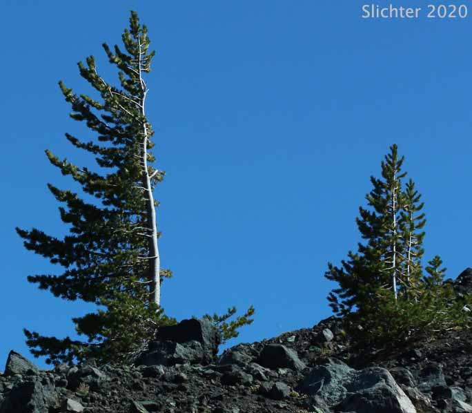 Whitebark Pine: Pinus albicaulis (Synonym: Apinus albicaulis)