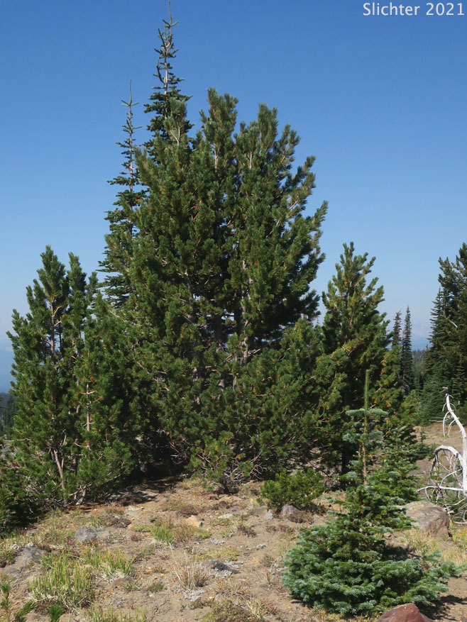 Whitebark Pine: Pinus albicaulis (Synonym: Apinus albicaulis)