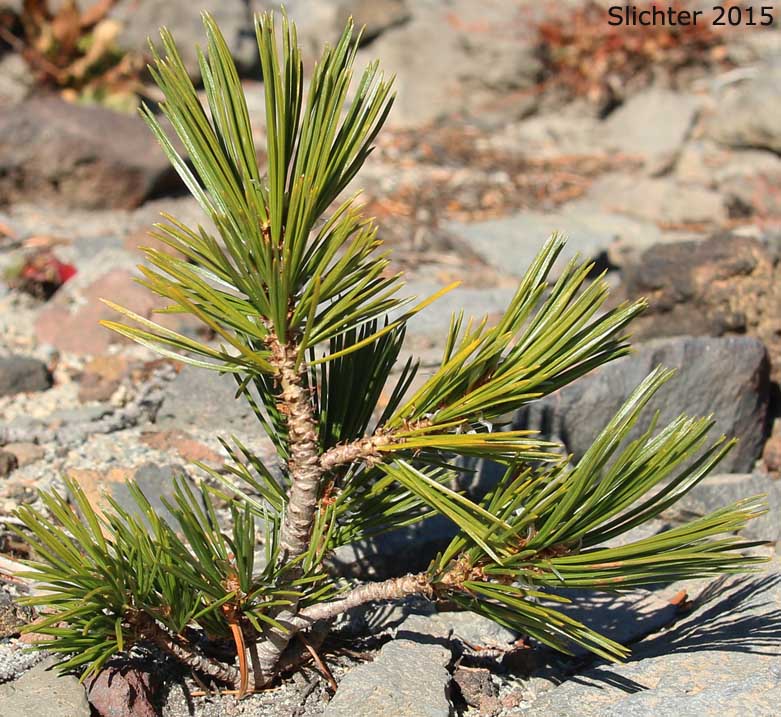 Whitebark Pine: Pinus albicaulis (Synonym: Apinus albicaulis)