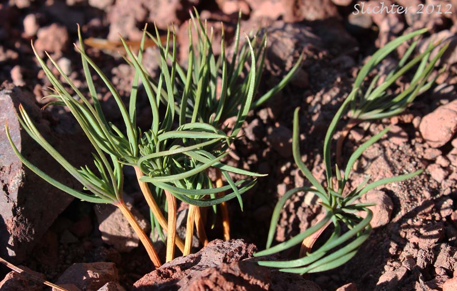 Germinating seedlings of Whitebark Pine: Pinus albicaulis (Synonym: Apinus albicaulis)