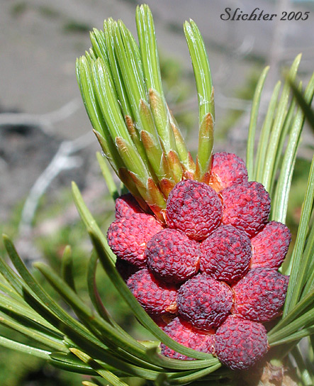 Male cones of Whitebark Pine: Pinus albicaulis (Synonym: Apinus albicaulis)
