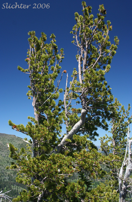 Whitebark Pine: Pinus albicaulis (Synonym: Apinus albicaulis)