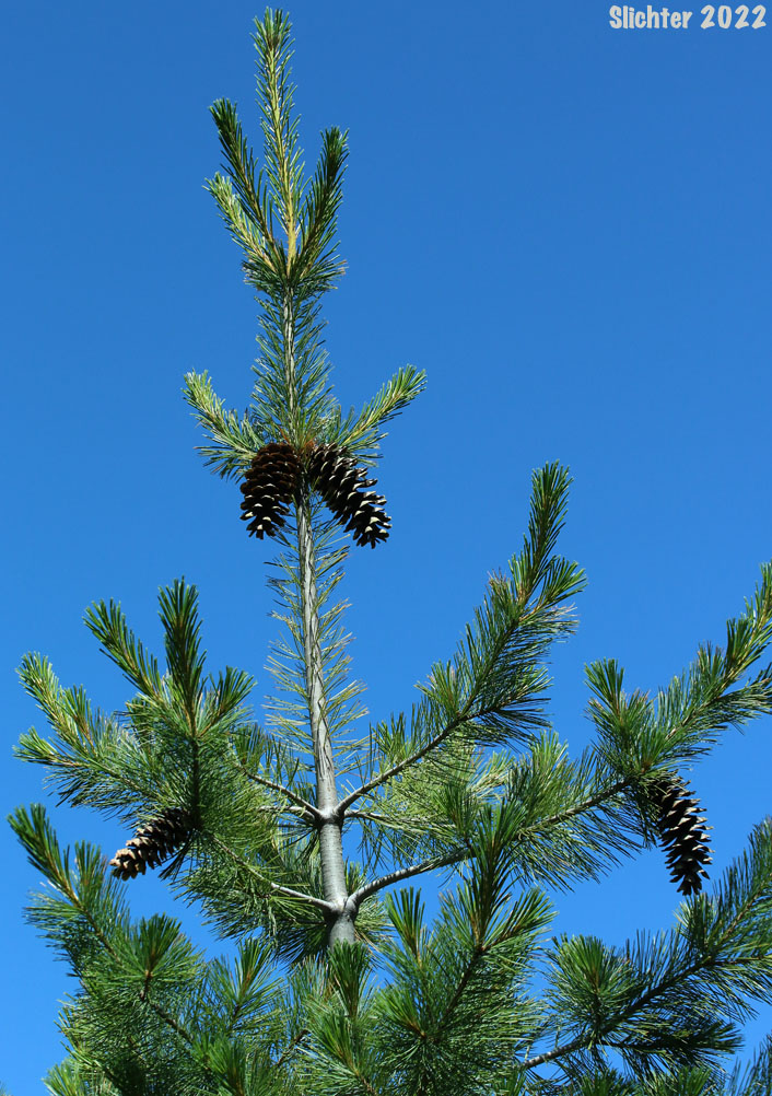 Western White Pine, Mountain White Pine: Pinus monticola (Synonm: Pinus strobus var. monticola, Strobus monticola)