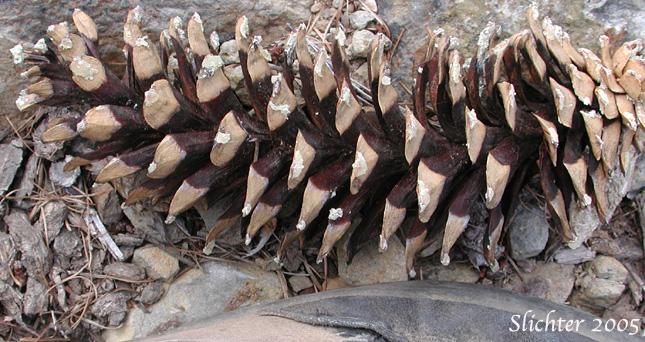 Cone of Western White Pine, Mountain White Pine: Pinus monticola (Synonm: Pinus strobus var. monticola, Strobus monticola)