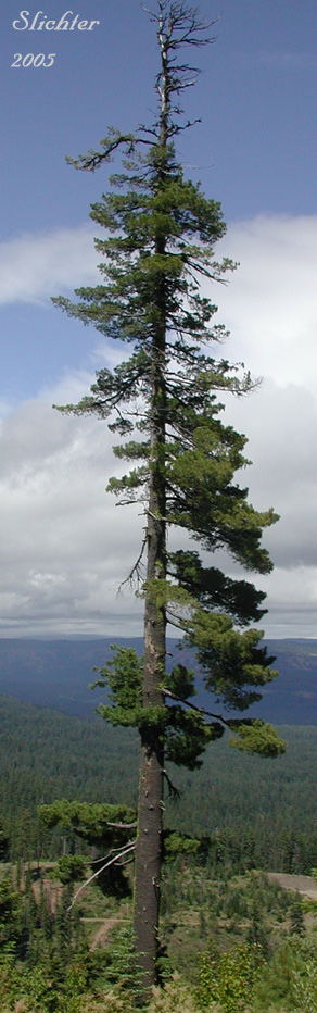 Western White Pine, Mountain White Pine: Pinus monticola (Synonm: Pinus strobus var. monticola, Strobus monticola)