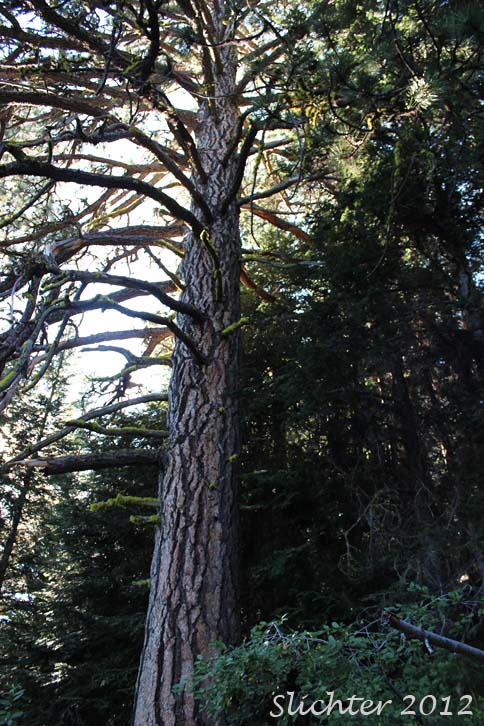Ponderosa Pine, Western Yellow Pine: Pinus ponderosa var. ponderosa