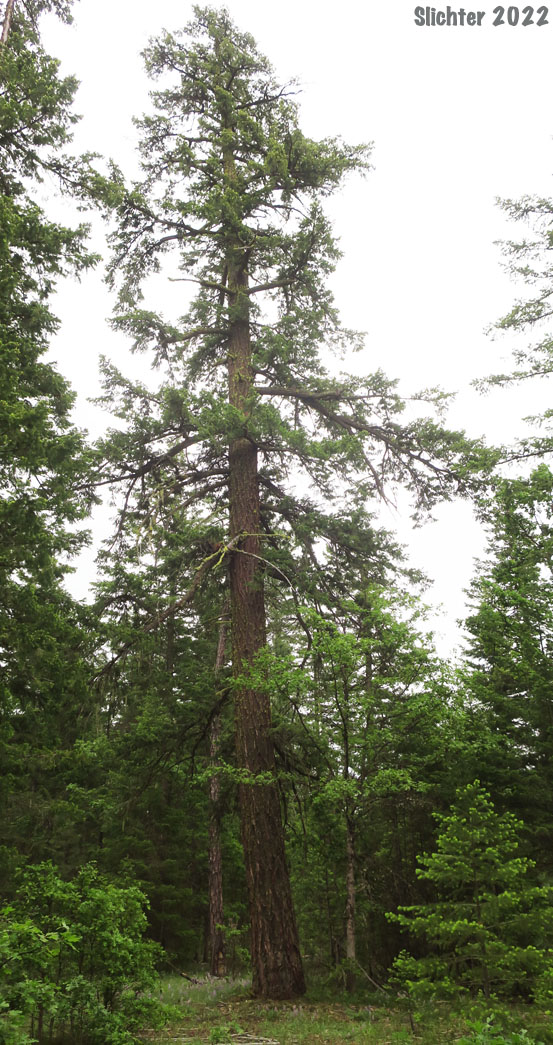 Coast Douglas Fir, Douglas Fir: Pseudotsuga menziesii var. menziesii (Synonyms: Abies mucronata, Abies taxifolia, Pseudotsuga douglasii, Pseudotsuga mucronata, Pseudotsuga taxifolia)