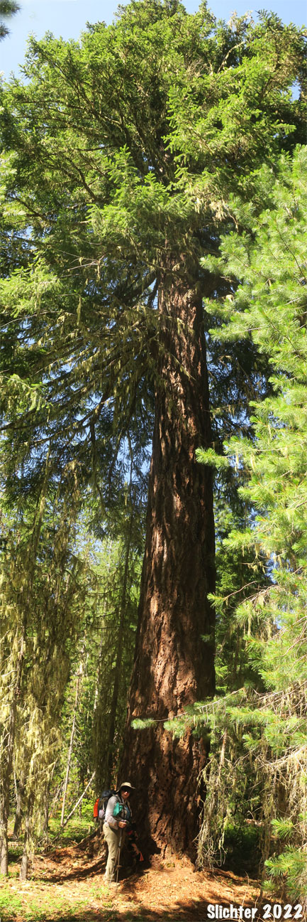Coast Douglas Fir, Douglas Fir: Pseudotsuga menziesii var. menziesii (Synonyms: Abies mucronata, Abies taxifolia, Pseudotsuga douglasii, Pseudotsuga mucronata, Pseudotsuga taxifolia)
