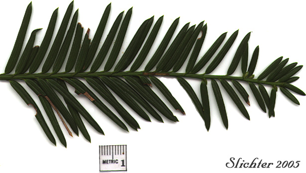 Pacific Yew, Western Yew: Taxus brevifolia (Synonyms: Taxus baccata ssp. brevifolia, Taxus baccata var. brevifolia, Taxus baccata var. canadensis, Taxus lindleyana, Taxux bourcieri)