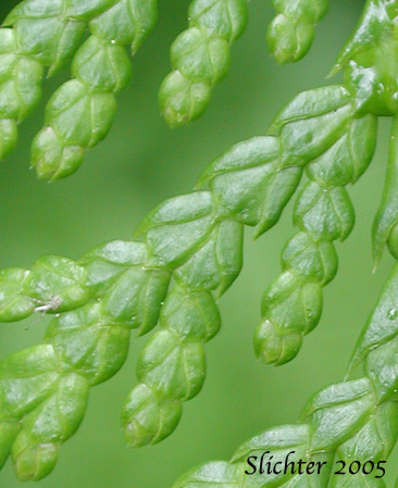 Close-up of the upper scale surfaces of Western Redcedar, Western Red Cedar, Canoe Cedar: Thuja plicata