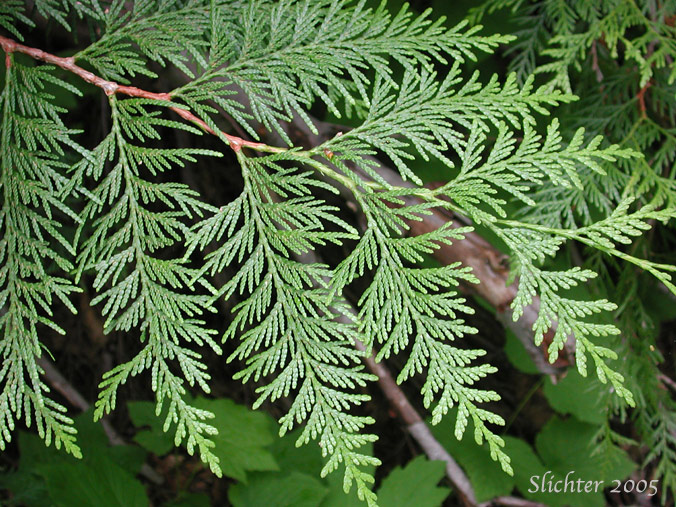 Leaf sprays of Western Redcedar, Western Red Cedar, Canoe Cedar: Thuja plicata
