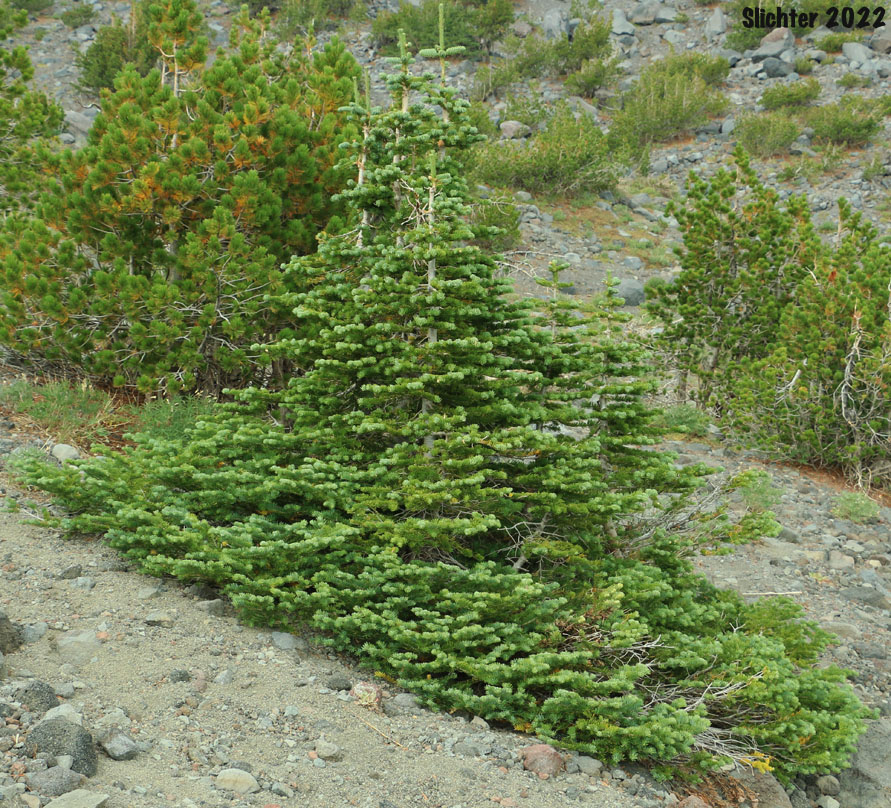 Krummholtz Black Hemlock, Mountain Hemlock: Tsuga mertensiana (Synonyms: Abies hookeriana, Abies mertensiana, Hesperopeuce mertensiana, Picea hookeriana, Tsuga crassifolia, Tsuga mertensiana ssp. mertensiana)