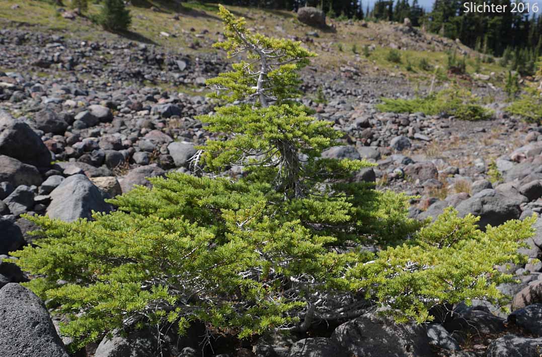 Black Hemlock, Mountain Hemlock: Tsuga mertensiana (Synonyms: Abies hookeriana, Abies mertensiana, Hesperopeuce mertensiana, Picea hookeriana, Tsuga crassifolia, Tsuga mertensiana ssp. mertensiana)