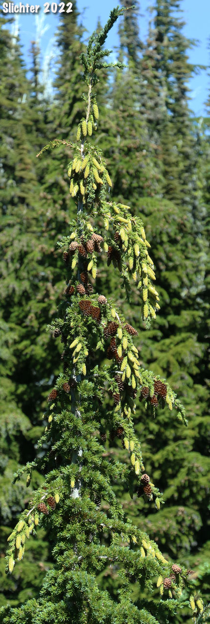 Upper cone-bearing portion of a Black Hemlock, Mountain Hemlock: Tsuga mertensiana (Synonyms: Abies hookeriana, Abies mertensiana, Hesperopeuce mertensiana, Picea hookeriana, Tsuga crassifolia, Tsuga mertensiana ssp. mertensiana)