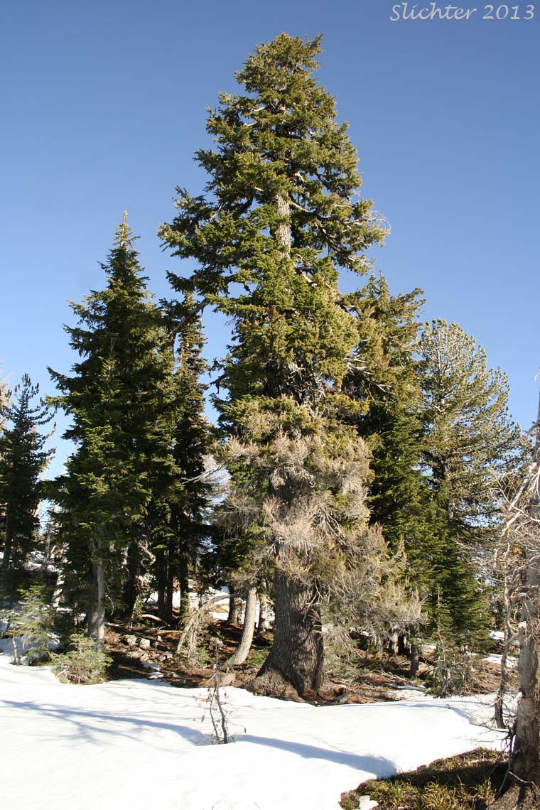 Black Hemlock, Mountain Hemlock: Tsuga mertensiana (Synonyms: Abies hookeriana, Abies mertensiana, Hesperopeuce mertensiana, Picea hookeriana, Tsuga crassifolia, Tsuga mertensiana ssp. mertensiana)