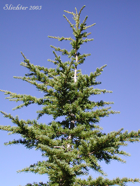 Black Hemlock, Mountain Hemlock: Tsuga mertensiana (Synonyms: Abies hookeriana, Abies mertensiana, Hesperopeuce mertensiana, Picea hookeriana, Tsuga crassifolia, Tsuga mertensiana ssp. mertensiana)