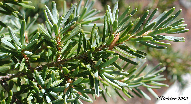 Black Hemlock, Mountain Hemlock: Tsuga mertensiana (Synonyms: Abies hookeriana, Abies mertensiana, Hesperopeuce mertensiana, Picea hookeriana, Tsuga crassifolia, Tsuga mertensiana ssp. mertensiana)
