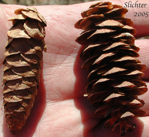 Cones of Black Hemlock, Mountain Hemlock: Tsuga mertensiana (Synonyms: Abies hookeriana, Abies mertensiana, Hesperopeuce mertensiana, Picea hookeriana, Tsuga crassifolia, Tsuga mertensiana ssp. mertensiana)