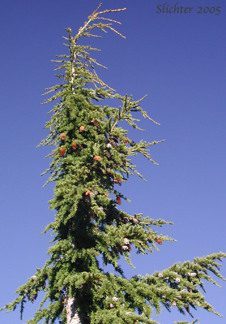 Black Hemlock, Mountain Hemlock: Tsuga mertensiana (Synonyms: Abies hookeriana, Abies mertensiana, Hesperopeuce mertensiana, Picea hookeriana, Tsuga crassifolia, Tsuga mertensiana ssp. mertensiana)