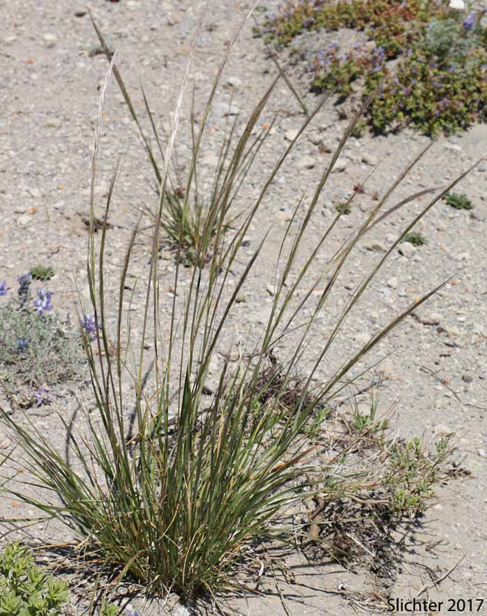Common Western Needlegrass, Western Needlegrass: Achnatherum occidentale ssp. pubescens (Synonyms: Eriocoma occidentalis ssp. pubescens, Stipa elmeri, Stipa occidentalis var. pubescens)