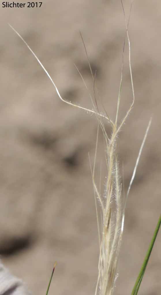 Common Western Needlegrass, Western Needlegrass: Achnatherum occidentale ssp. pubescens (Synonyms: Eriocoma occidentalis ssp. pubescens, Stipa elmeri, Stipa occidentalis var. pubescens)