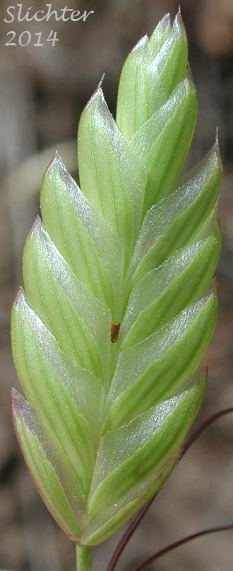 Spikelet of Rattle Brome, Rattlesnake Brome: Bromus briziformis (Synonym: Bromus brizaeformis)