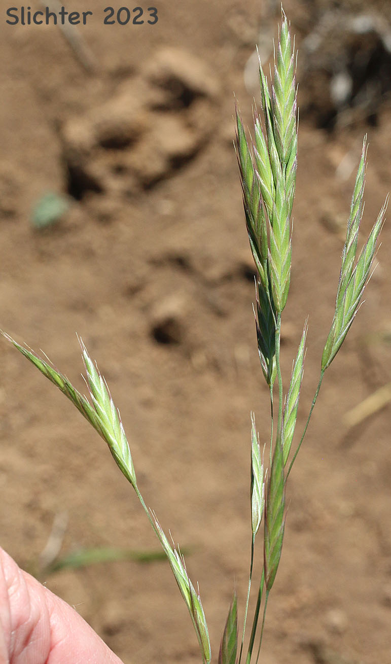 Inflorescence of California Brome: Bromus sitchensis var. carinatus (Synonyms: Bromus carinatus, Bromus carinatus var. californicus, Bromus carinatus var. carinatus, Bromus carinatus var. hookerianus, Ceratochloa carinata)