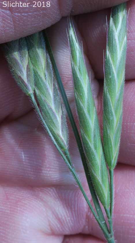Inflorescence of Bordered California Brome, Large Mountain Brome, Mountain Brome: Bromus sitchensis var. marginatus (Synonyms: Bromus breviaristatus, Bromus carinatus var. linearis, Bromus carinatus var. marginatus, Bromus marginatus var. breviaristatus, Bromus marginatus var. latior, Bromus marginatus var. seminudus, Ceratochloa marginata)