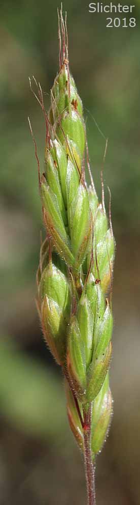 Inflorescence of Bald Brome, Hairy Chess, Meadow Brome: Bromus commutatus (Synonyms: Bromus commutatus var. apricorum, Bromus commutatus var. commutatus, Bromus popovii, Bromus pratensis var. apricorum, Bromus racemosus)