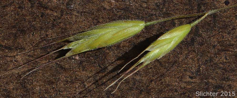 Spikelets of Soft Brome, Soft Chess: Bromus hordeaceus (Synonyms: Bromus hordeaceus ssp. divaricatus, Bromus hordeaceus ssp. hordeaceus, Bromus hordeaceus ssp. molliformis, Bromus hordeaceus ssp. pseudothominei, Bromus hordeaceus ssp. thominei, Bromus hordeaceus var. glabrescens, Bromus hordeaceus var. leptostachy, Bromus mollis, Bromus thominei)