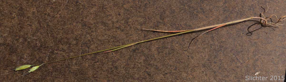 Soft Brome, Soft Chess: Bromus hordeaceus (Synonyms: Bromus hordeaceus ssp. divaricatus, Bromus hordeaceus ssp. hordeaceus, Bromus hordeaceus ssp. molliformis, Bromus hordeaceus ssp. pseudothominei, Bromus hordeaceus ssp. thominei, Bromus hordeaceus var. glabrescens, Bromus hordeaceus var. leptostachy, Bromus mollis, Bromus thominei)