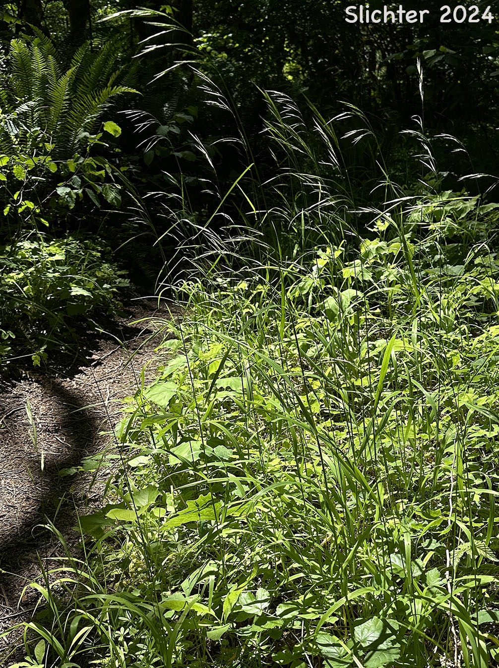 Columbia Brome, Narrow-flowered Brome: Bromus vulgaris (Synonyms: Bromopsis vulgaris, Bromus vulgaris var. eximius, Bromus vulgaris var. robustus, Bromus vulgaris var. vulgaris)