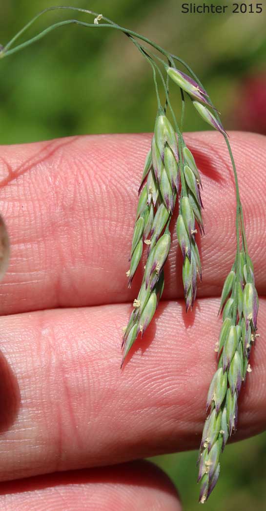 Drooping Woodreed, Slender Woodreed, Slender Wood-reed: Cinna latifolia