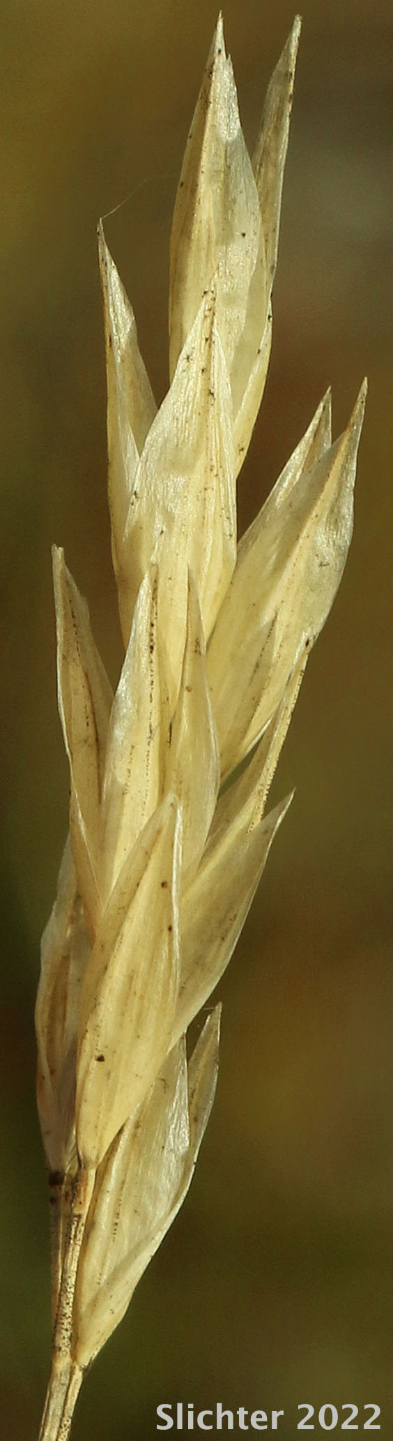 Inflorescence of Timber Danthonia, Mountain Oatgrass, Timber Oat-grass, Timber Wild Oat-grass: Danthonia intermedia (Synonyms: Danthonia canadensis, Danthonia intermedia var. cusickii, Danthonia intermedia var. intermedia) after the seeds have dropped.