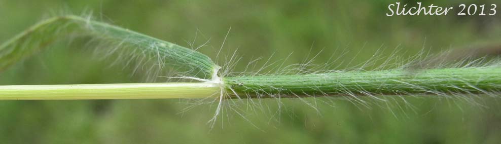 Timber Danthonia, Mountain Oatgrass, Timber Oat-grass, Timber Wild Oat-grass: Danthonia intermedia (Synonyms: Danthonia canadensis, Danthonia intermedia var. cusickii, Danthonia intermedia var. intermedia)