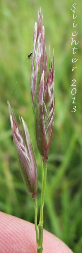 Inflorescence of Timber Danthonia, Mountain Oatgrass, Timber Oat-grass, Timber Wild Oat-grass: Danthonia intermedia (Synonyms: Danthonia canadensis, Danthonia intermedia var. cusickii, Danthonia intermedia var. intermedia)