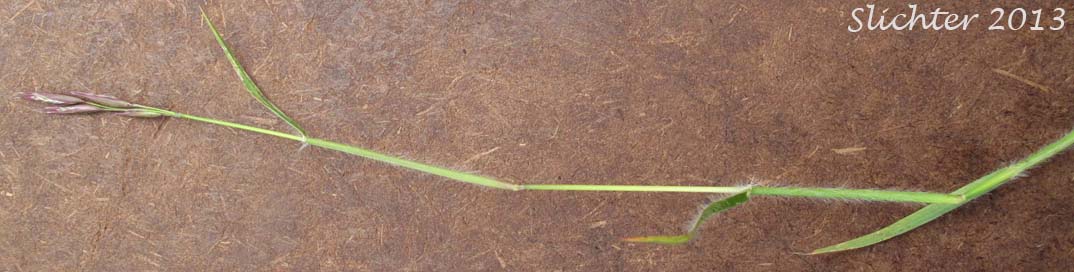 Timber Danthonia, Mountain Oatgrass, Timber Oat-grass, Timber Wild Oat-grass: Danthonia intermedia (Synonyms: Danthonia canadensis, Danthonia intermedia var. cusickii, Danthonia intermedia var. intermedia)