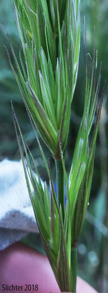 Inflorescence of Canadian Wild Rye, Nodding Wild Rye: Elymus canadensis var. canadensis (Synonyms: Elymus canadensis var. glaucifolius, Elymus canadensis var. hirsutus, Elymus crescendus, Elymus philadelphicus, Elymus philadelphicus var. hirsutus)