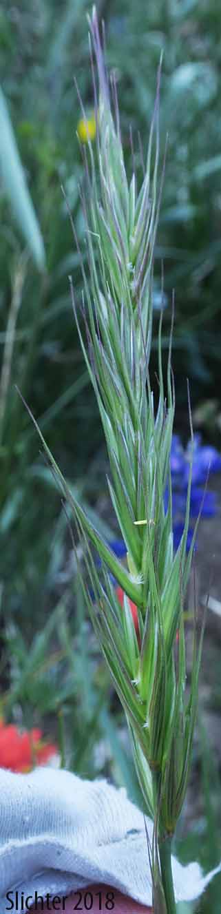 Inflorescence of Canadian Wild Rye, Nodding Wild Rye: Elymus canadensis var. canadensis (Synonyms: Elymus canadensis var. glaucifolius, Elymus canadensis var. hirsutus, Elymus crescendus, Elymus philadelphicus, Elymus philadelphicus var. hirsutus)