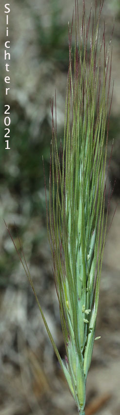 Inflorescence of Bottlebrush Squirreltail, Squirreltail: Elymus elymoides ssp. elymoides (Synonyms: Elymus sitanion, Sitanion elymoides, Sitanion hystrix var. hystrix)