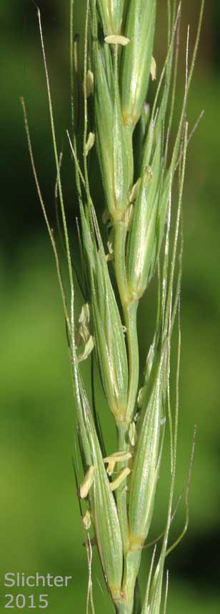 Blue Wildrye, Jepson's Blue Wildrye, Western Wildrye: Elymus glaucus ssp. glaucus (Synonyms: Elymus glaucus var. breviaristatus, Elymus glaucus var. glaucus, Elymus glaucus ssp. jepsonii, Elymus glaucus var. jepsonii, Elymus glaucus var. tenuis)