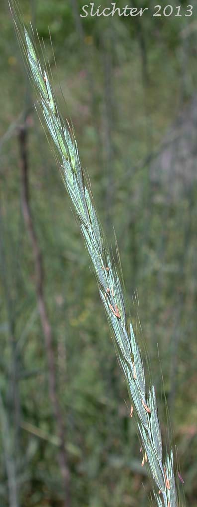 Blue Wildrye, Jepson's Blue Wildrye, Western Wildrye: Elymus glaucus ssp. glaucus (Synonyms: Elymus glaucus var. breviaristatus, Elymus glaucus var. glaucus, Elymus glaucus ssp. jepsonii, Elymus glaucus var. jepsonii, Elymus glaucus var. tenuis)